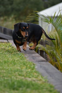 Dog standing on grass