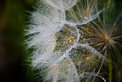 Macro shot of flowering plant