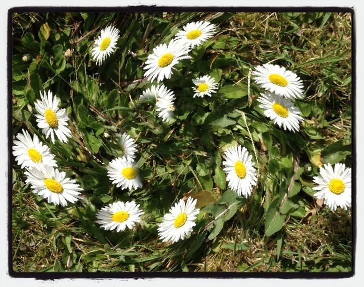 flower, freshness, fragility, daisy, yellow, petal, growth, transfer print, flower head, plant, high angle view, beauty in nature, white color, blooming, field, nature, auto post production filter, wildflower, in bloom, day