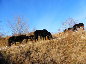 Horses grazing in the field