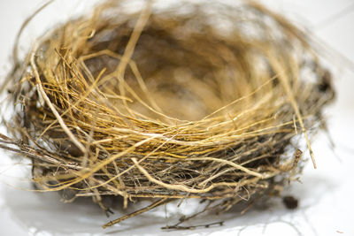 Close-up of empty nest on white background