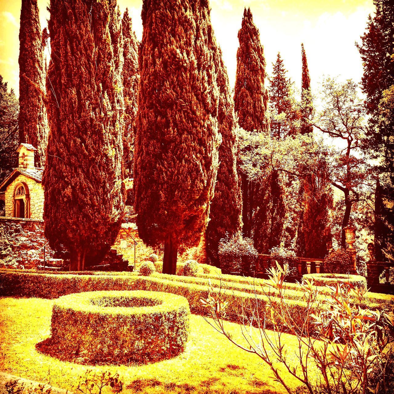 VIEW OF TREES IN PARK