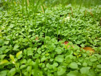 Full frame shot of plants growing on field