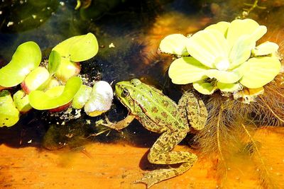 Close-up of turtle in water
