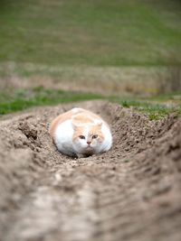 Portrait of a cat on a field