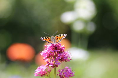 Close-up of butterfly on purple flower