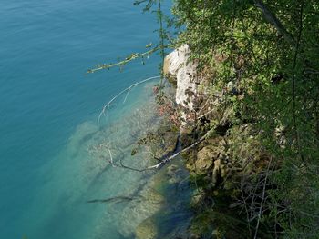 Close-up of tree by sea against sky