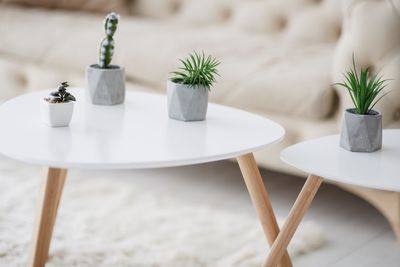 Close-up of potted plant on table