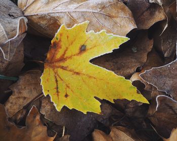 Close-up of yellow maple leaves