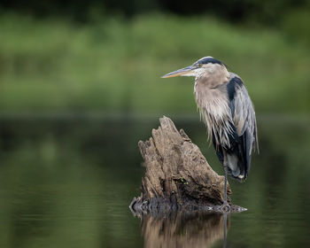 Close-up of bird flying over lake