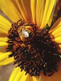 Close-up of bee pollinating on flower