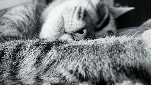 Close-up of cat relaxing on floor