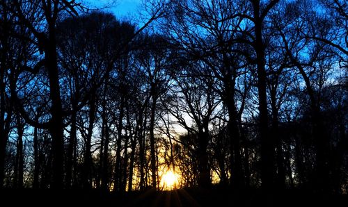 Sun shining through trees