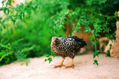 View of a bird on land