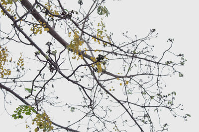 Low angle view of flower tree against clear sky