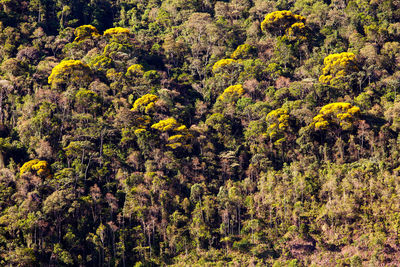 High angle view of flowering trees in forest