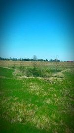 Scenic view of grassy field against blue sky