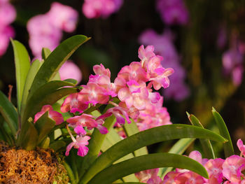 Close-up of pink flowering plant