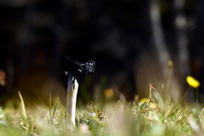 Close-up of wet grass on field
