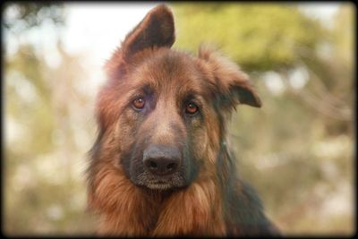 Close-up portrait of a dog