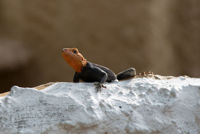 Close-up of lizard on rock