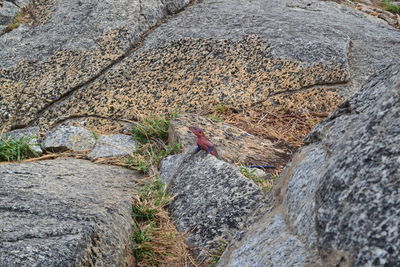High angle view of rocks on mountain