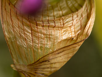 Close-up of dry leaf on plant