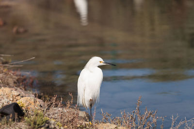 Close-up of snowy egret by lake 