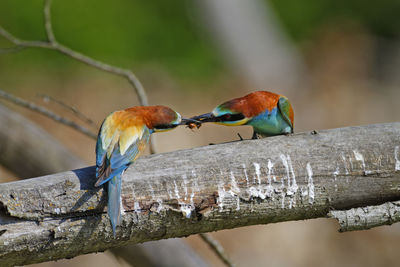 Nuptial food gift in the european bee-eater from the drava river