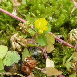 Close-up of plant