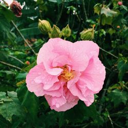 Close-up of pink rose