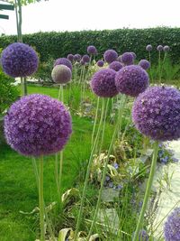 Close-up of purple flowers blooming in field