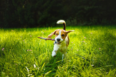 Dog lying on grass