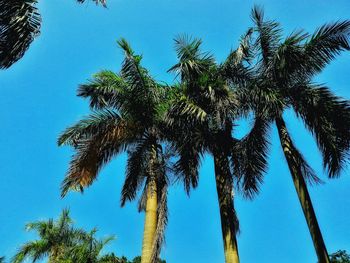 Low angle view of palm trees against blue sky