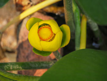 Close-up of yellow rose flower