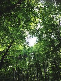 Low angle view of trees in forest