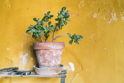 Close-up of potted plant against wall