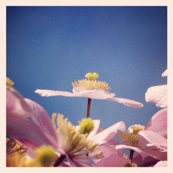 Close-up of flowers blooming against blue sky