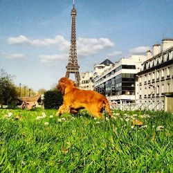 Dog looking at lawn in front of building