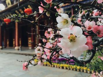 Close-up of cherry blossom tree