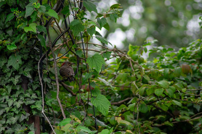 Close-up of lizard on tree