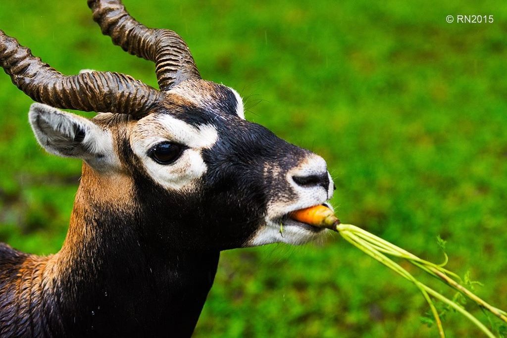 animal themes, one animal, animals in the wild, focus on foreground, wildlife, close-up, animal head, mammal, field, grass, nature, looking away, outdoors, no people, day, portrait, black color, side view, animal body part