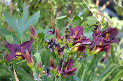 Close-up of insect on flower