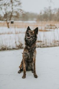 Long-haired dutch shepherd in the snow 