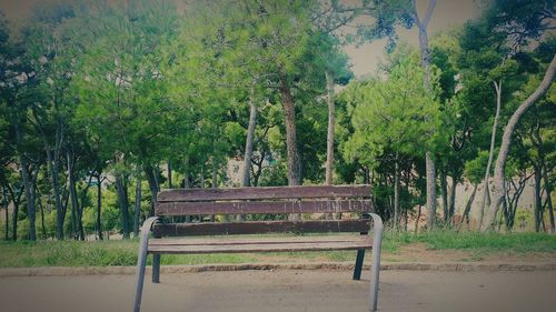 Empty bench in forest