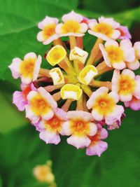 Close-up of pink flowers growing on plant