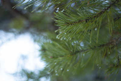 Close-up of pine tree