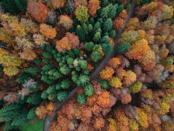 High angle view of flowering plants