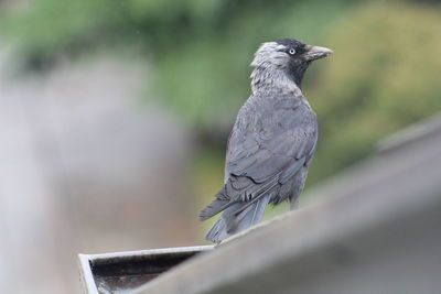 Close-up of bird perching on roof