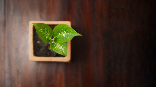 Close-up of green leaf on table